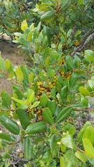 Rhamnus pirifolia