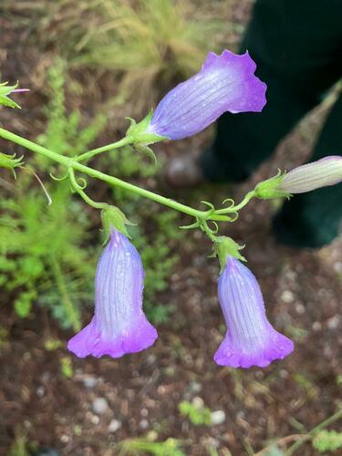 Penstemon amphorellae, photograph 2