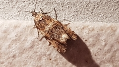 Syricoris lacunana