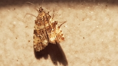Syricoris lacunana