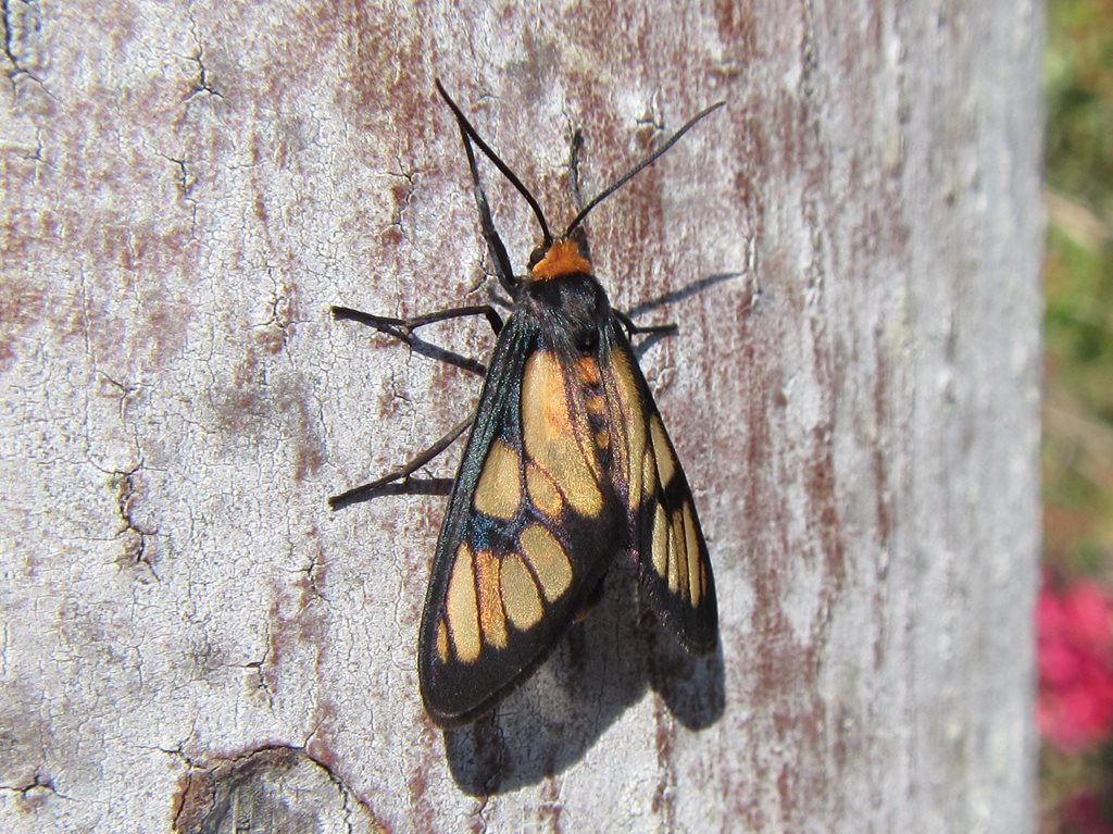 Amata marella