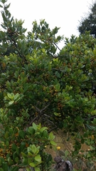 Rhamnus pirifolia