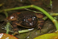 Nyctibatrachus poocha