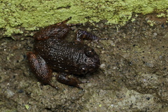 Nyctibatrachus poocha