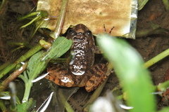 Nyctibatrachus poocha