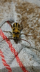Triodoclytus lanifer