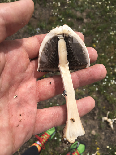 Panaeolus antillarum