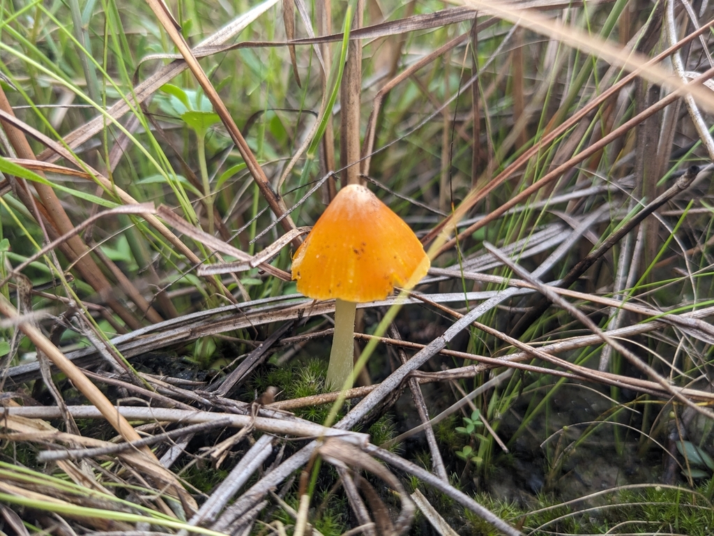 Hygrocybe sp. 'FL09'