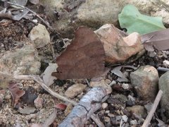 Melanitis leda bankia