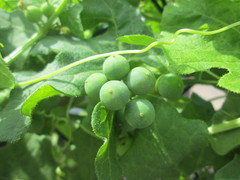 Bryonia cretica dioica