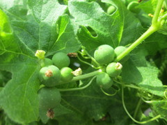 Bryonia cretica dioica