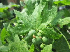 Bryonia cretica dioica