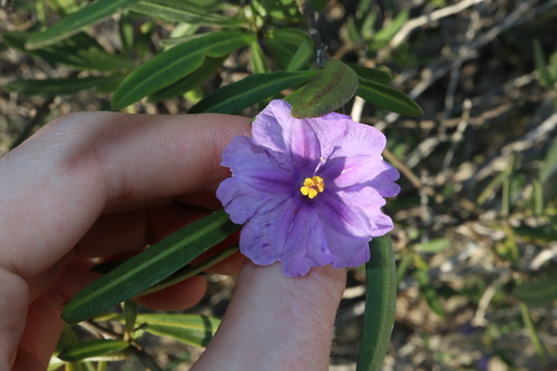 Image of Solanum symonii by (c) Thomas Mesaglio, some rights reserved (CC BY)