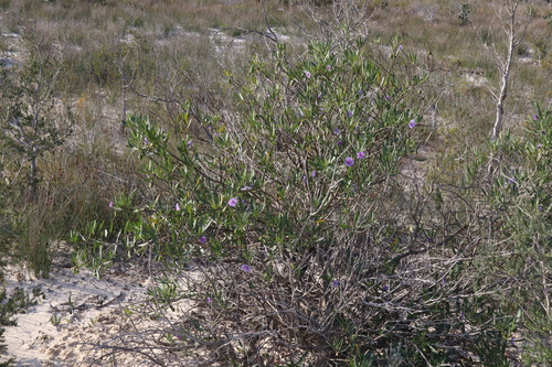 Image of Solanum symonii by (c) Thomas Mesaglio, some rights reserved (CC BY)