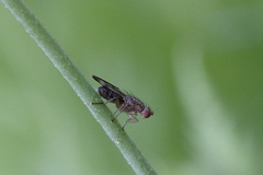 Opomyzidae
