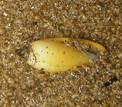 Imbricaria olivaeformis, 2022-06-12