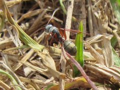 Camponotus dromas