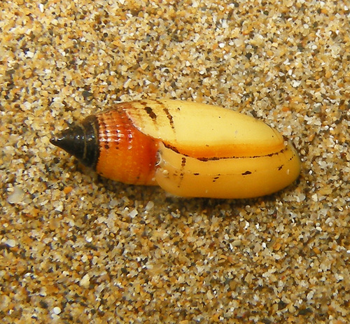Imbricaria olivaeformis, 2022-06-12