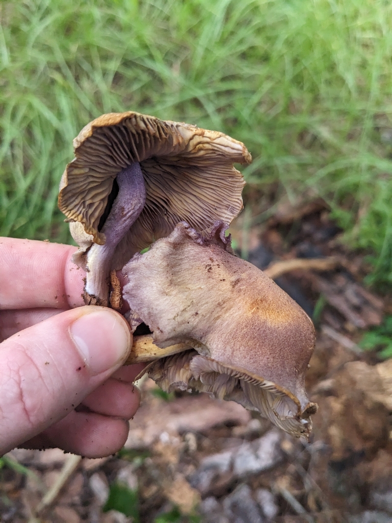 Lividae