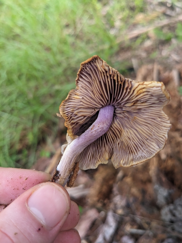 Tricholomopsis sp. 'FL01'