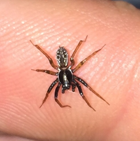 Dark-legged Pirate Wolf Spider