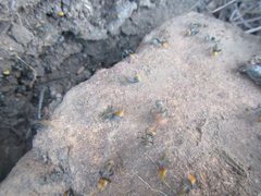 Polyrhachis trapezoidea