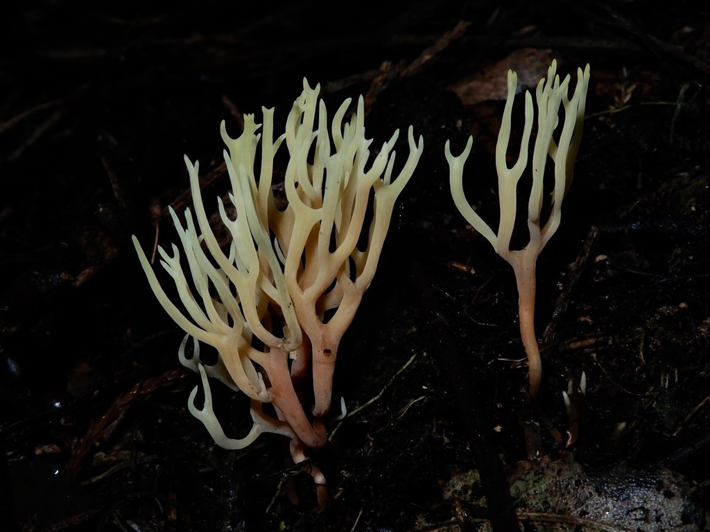Ramariopsis bicolor