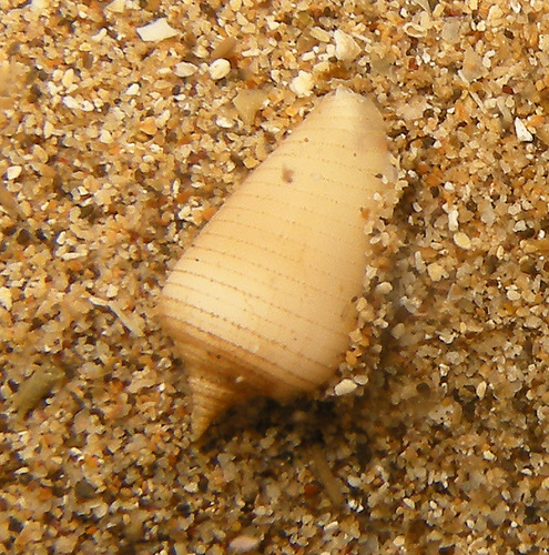 Imbricaria punctata observed 2024-04-20