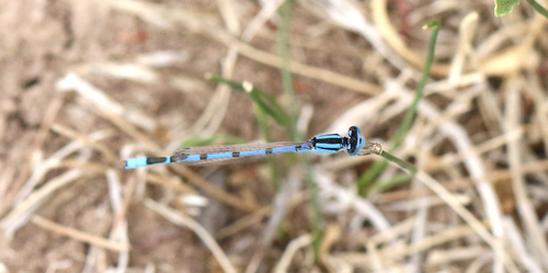 Familiar Bluet