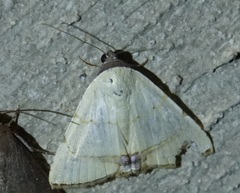 Eulepidotis micca