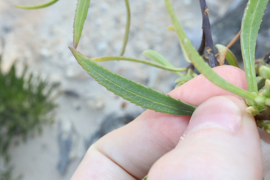 Myoporum tetrandrum; photograph (c) Thomas Mesaglio, some rights reserved (CC BY)