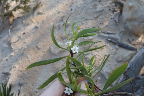 Myoporum tetrandrum, photograph 6