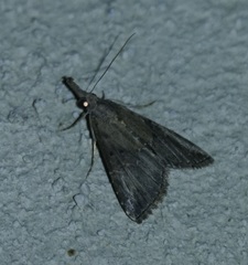 Hypena minualis