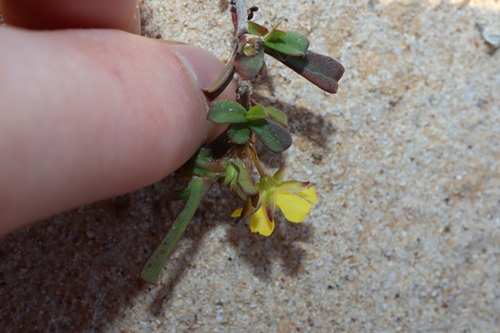Image of Hibbertia racemosa by (c) Thomas Mesaglio, some rights reserved (CC BY)