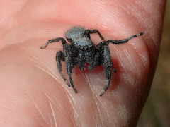 Phidippus octopunctatus