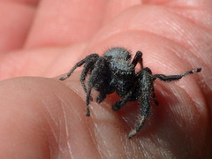 Phidippus octopunctatus