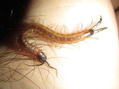 Scolopendra laeta