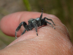 Phidippus octopunctatus