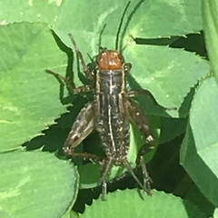 Allonemobius tinnulus