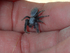 Phidippus octopunctatus