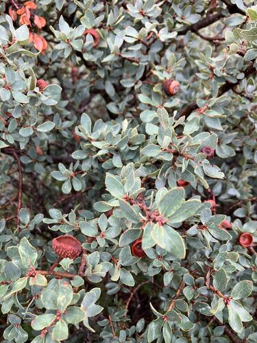 Quercus striatula (Quercus striatula)