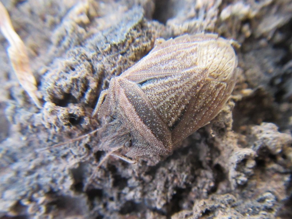 Cephaloplatus fasciatus