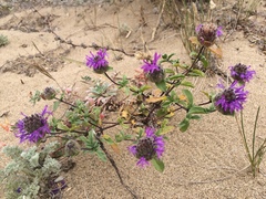 Monardella sinuata nigrescens