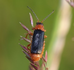 Cantharis flavilabris