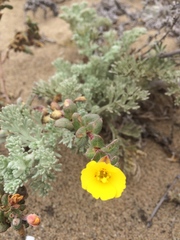 Camissoniopsis cheiranthifolia cheiranthifolia