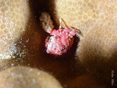 Exopalicus maculatus, 2024-09-14