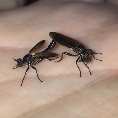 Eudioctria albius