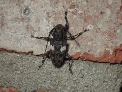 Aegomorphus quadrigibbus