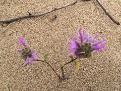 Monardella sinuata nigrescens