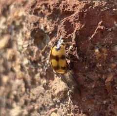 Illeis galbula